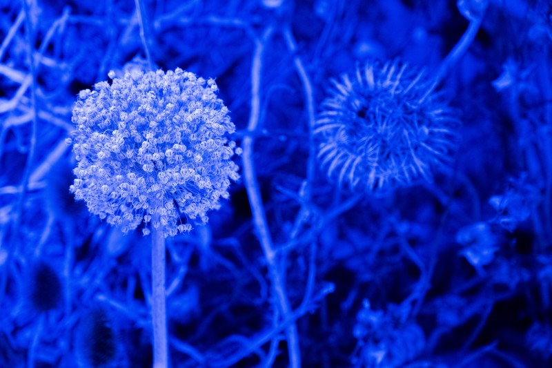 Working on common ground: nuove alleanze oltre l'umano cover