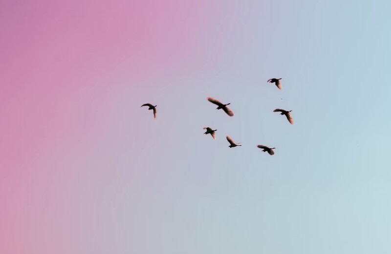 I paesaggi sono fatti culturali cover