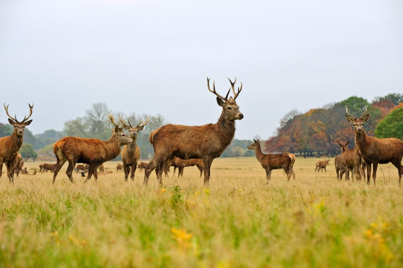 Partecipazione: Collettivo e rappresentanza cover