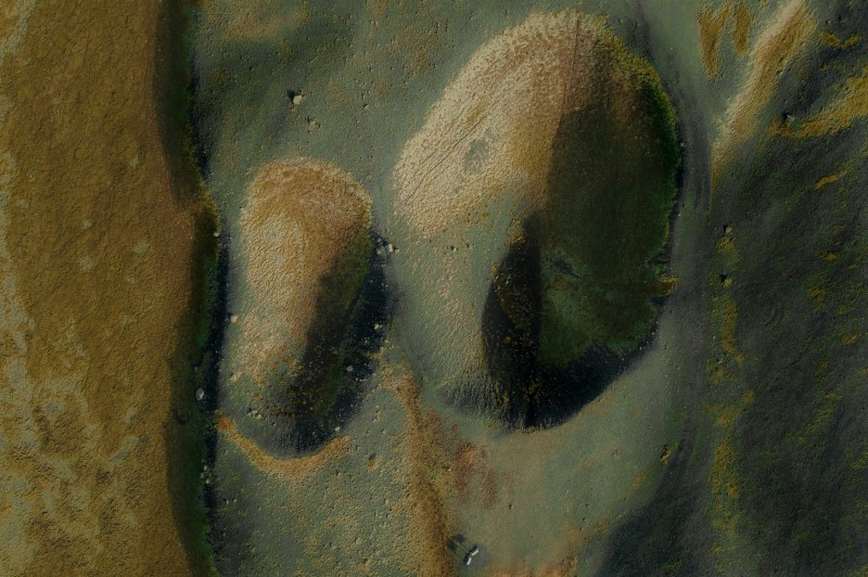 Una specie di adattamento genetico cover