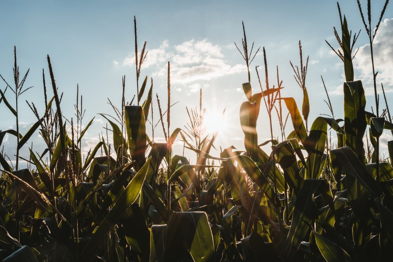 Ci vuole una seconda Riforma Agraria cover
