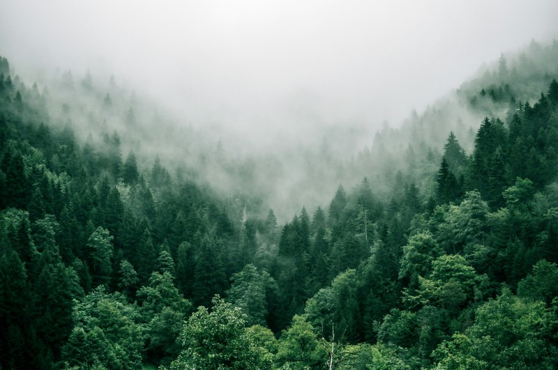Noi siamo natura: il selvatico dietro e dentro casa cover