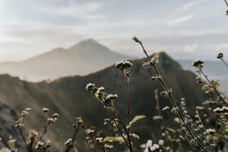 La Costituzione dell'Ecuador ha forgiato i diritti Fondamentali della Natura cover